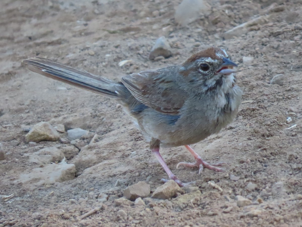 Rufous-crowned Sparrow - ML638876990