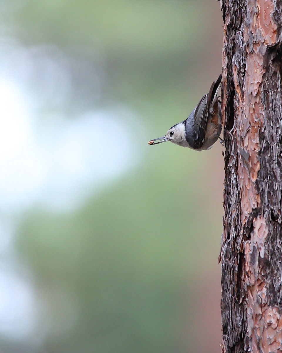 White-breasted Nuthatch - ML638876991