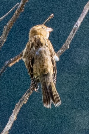 Bobolink - ML638876998