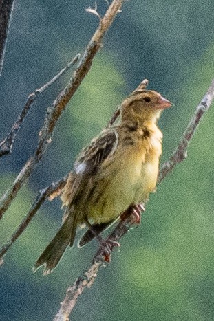Bobolink - ML638876999