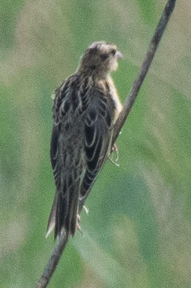 Bobolink - ML638877000