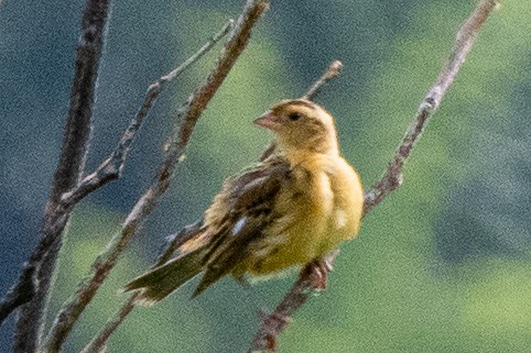 Bobolink - ML638877001