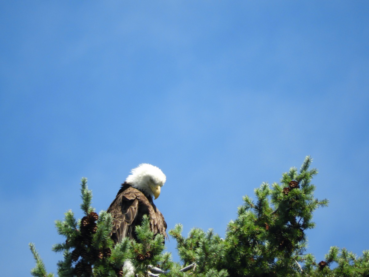 Bald Eagle - ML638877002