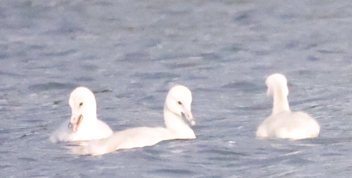 Trumpeter Swan - ML638877004