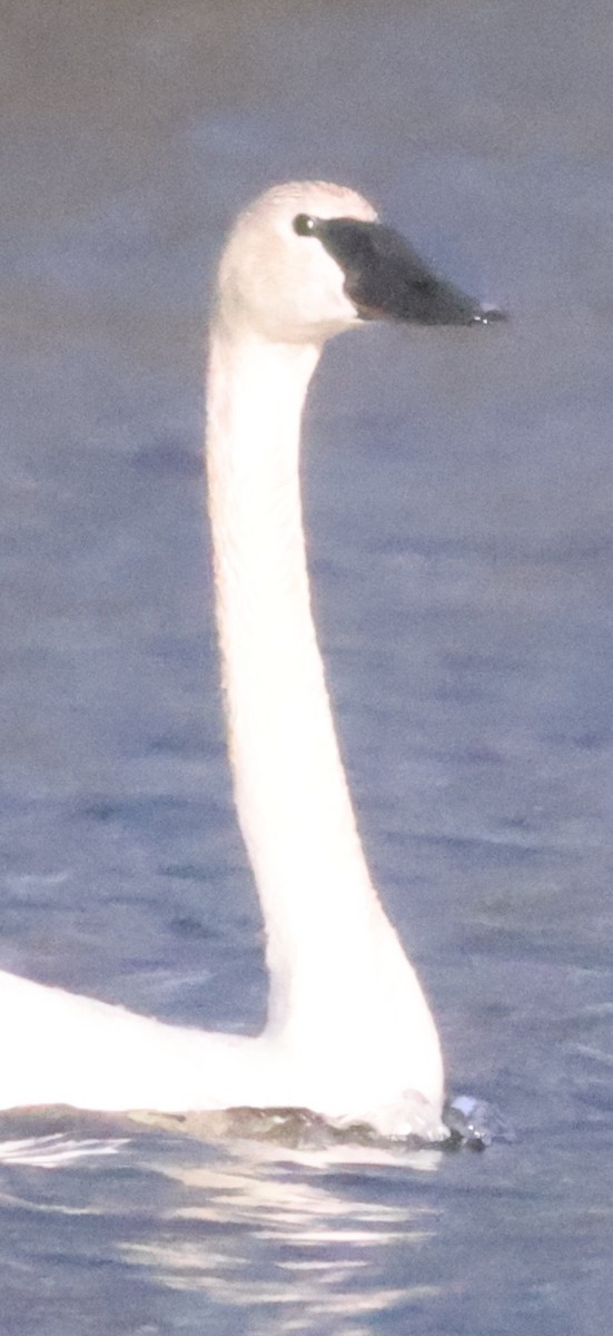 Trumpeter Swan - ML638877005