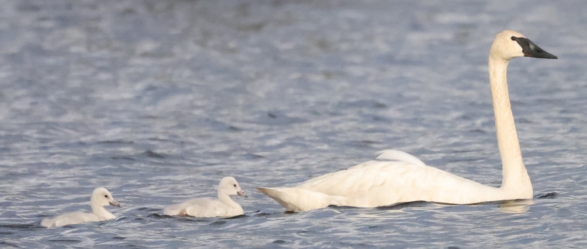 Trumpeter Swan - ML638877007