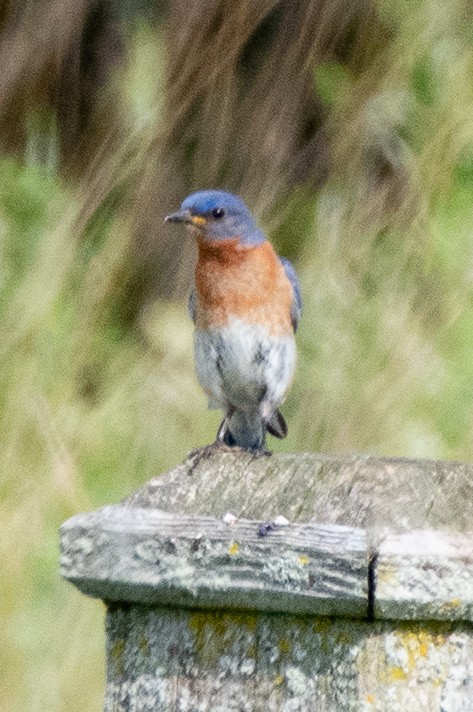 Eastern Bluebird - ML638877009