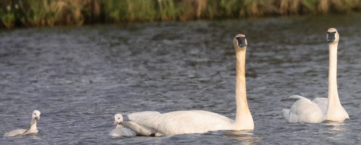 Trumpeter Swan - ML638877010