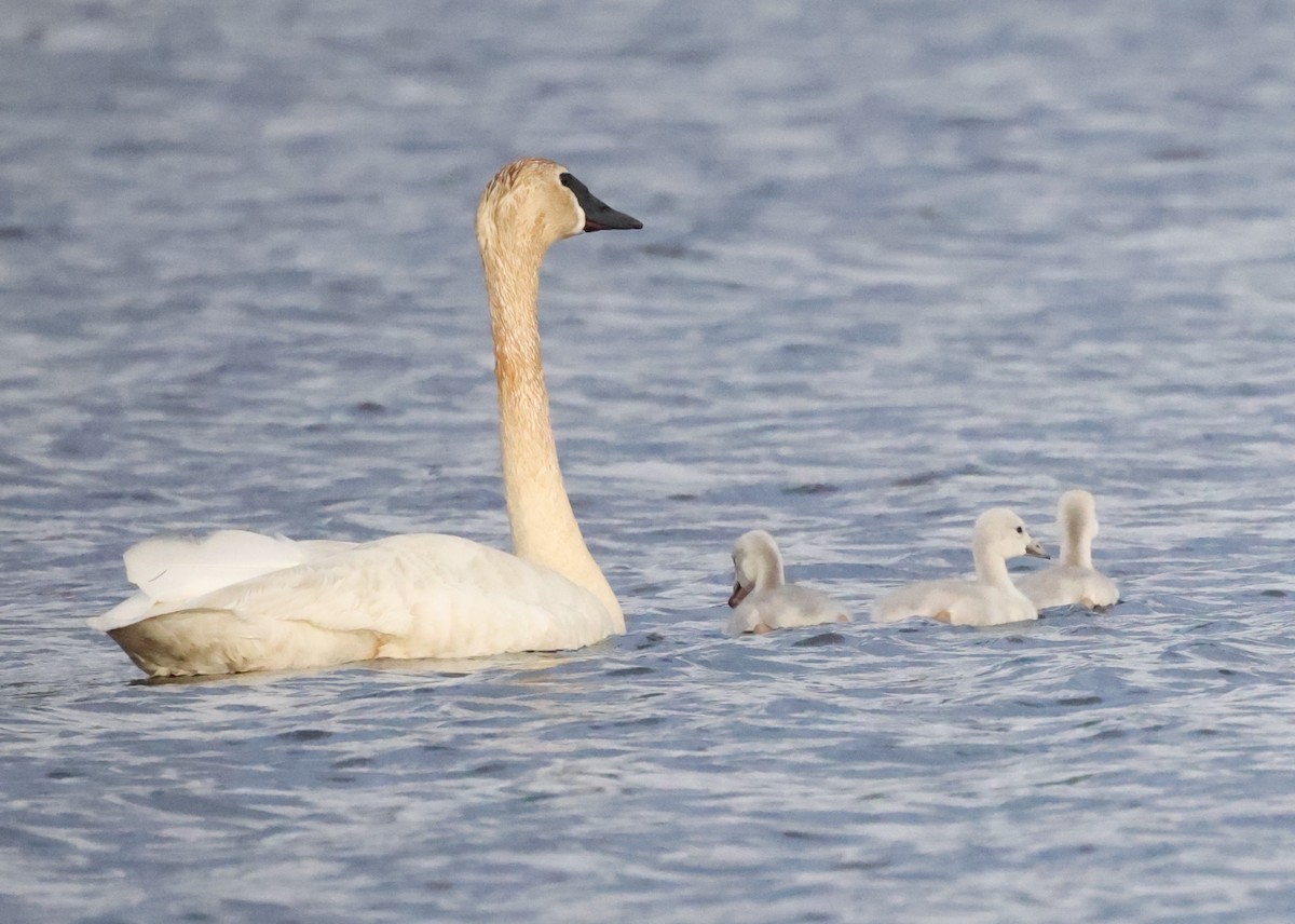 Trumpeter Swan - ML638877011