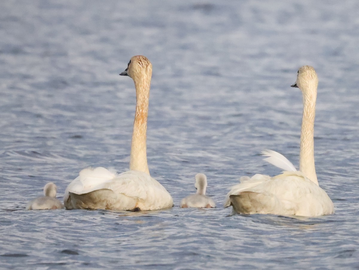 Trumpeter Swan - ML638877012