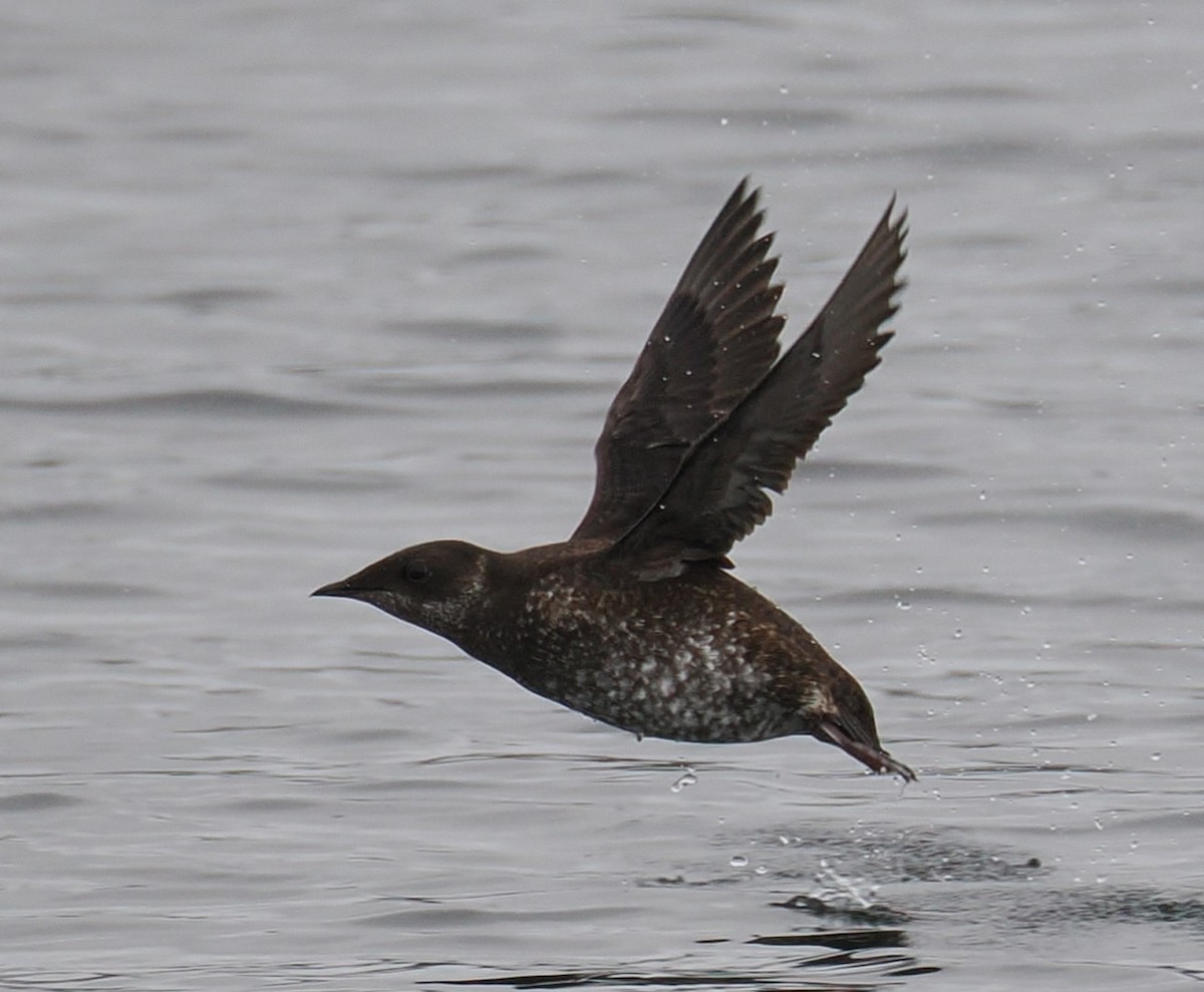 Marbled Murrelet - ML638877015