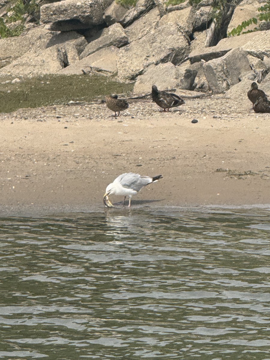 American Herring Gull - ML638877017
