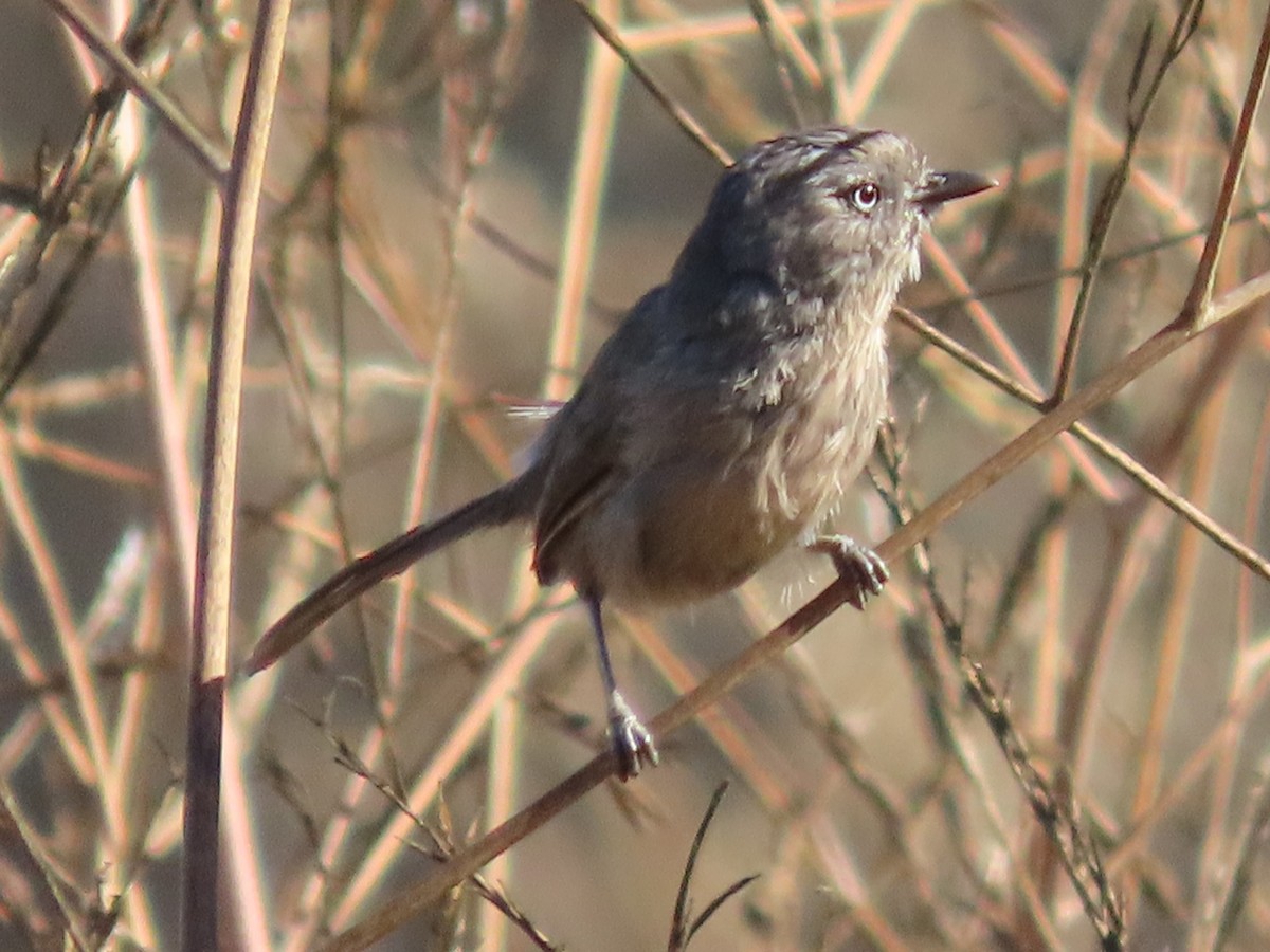 Wrentit - ML638877018