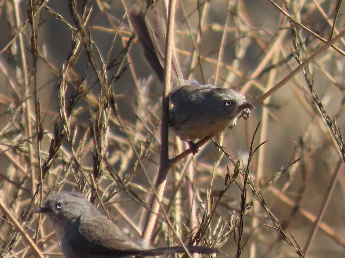 Wrentit - ML638877019