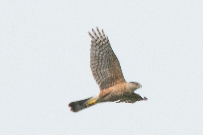 Cooper's Hawk - ML638877020