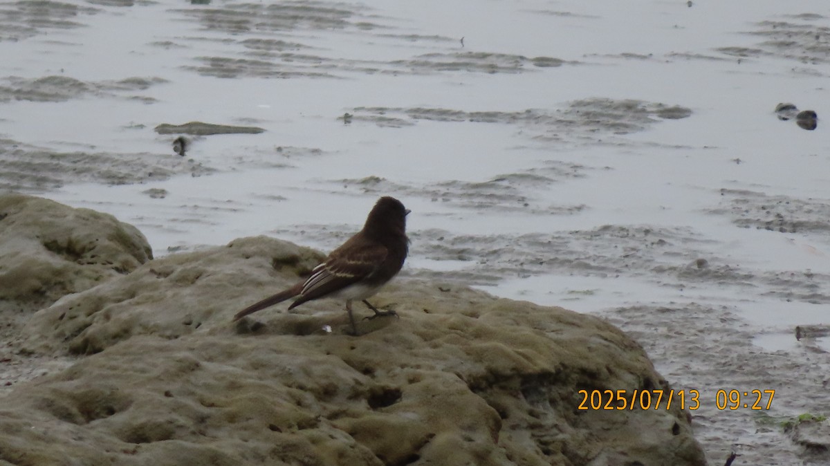 Black Phoebe - ML638877021
