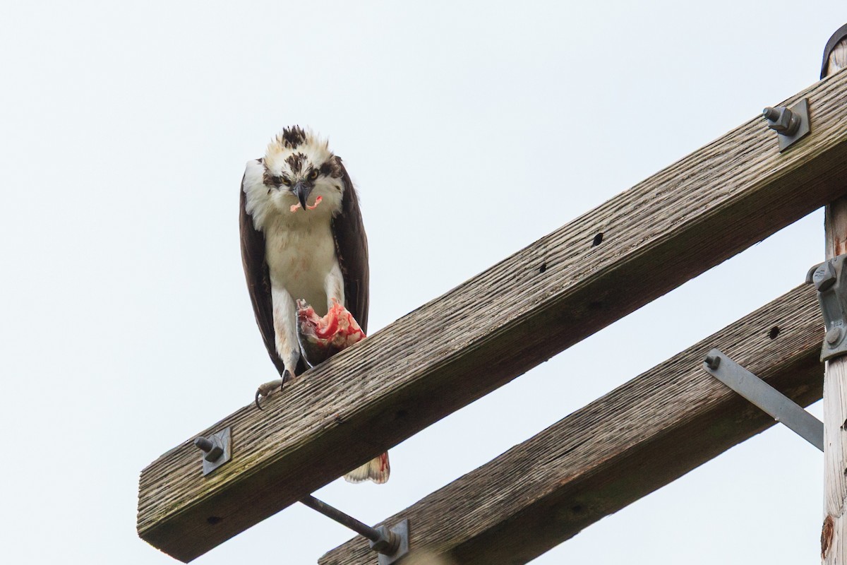 魚鷹(carolinensis) - ML638877023