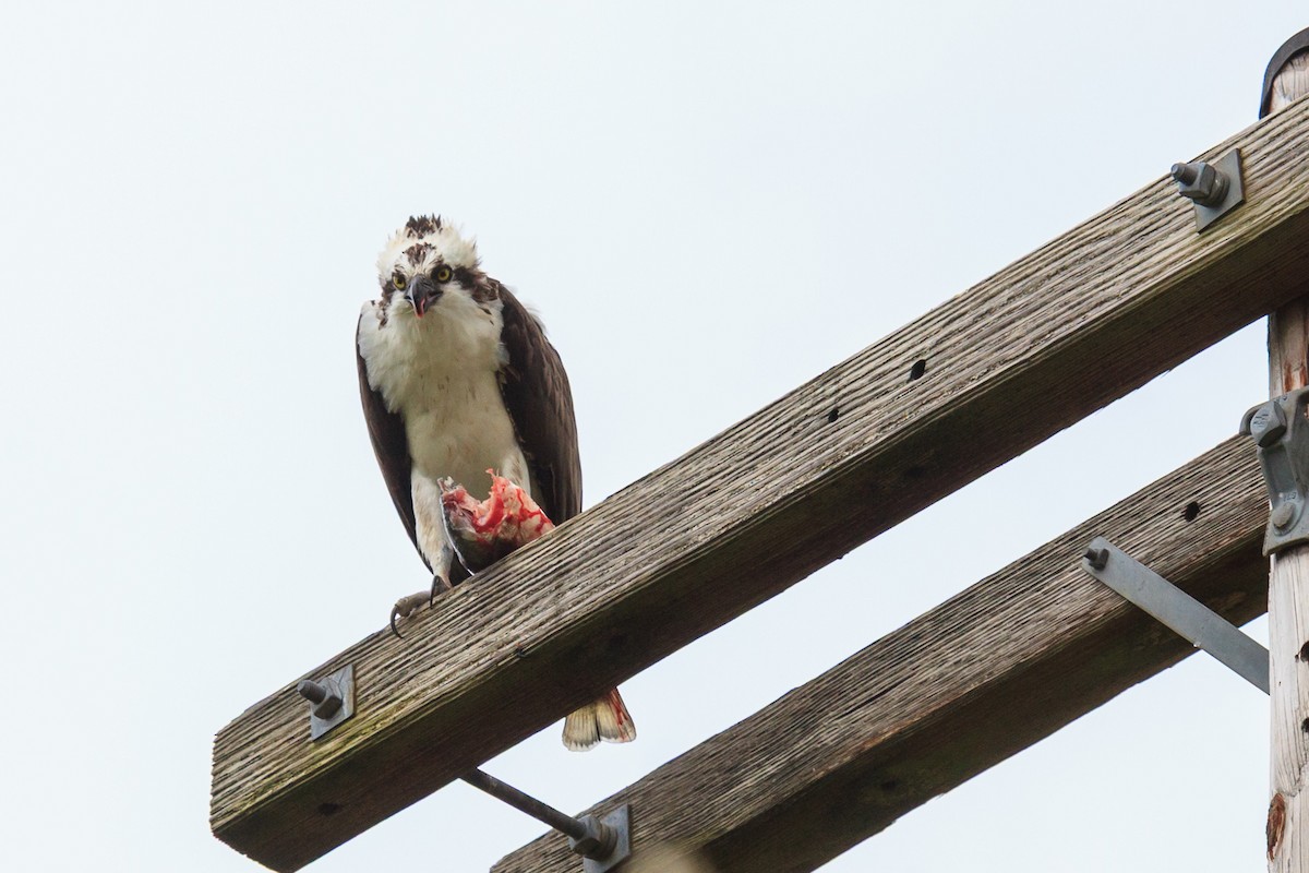 魚鷹(carolinensis) - ML638877024