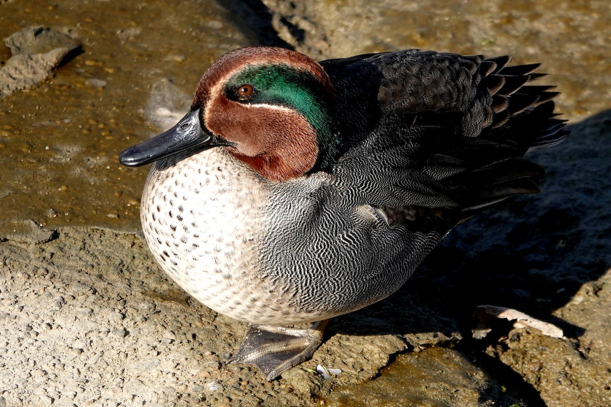 Green-winged Teal - ML638877071