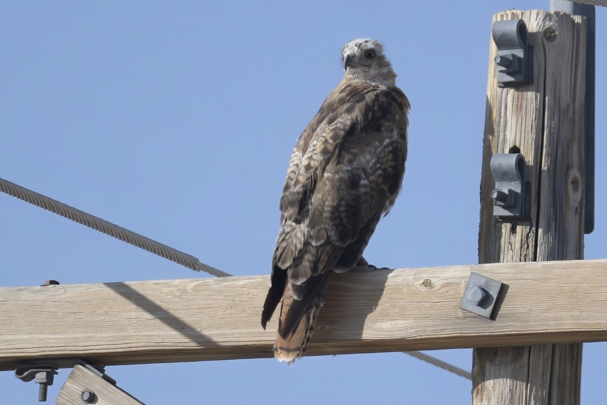 Rotschwanzbussard - ML638877095