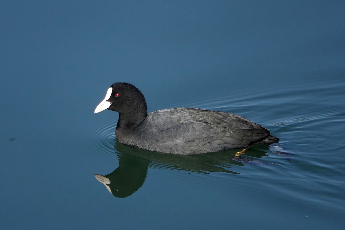 Blässhuhn - ML638877102