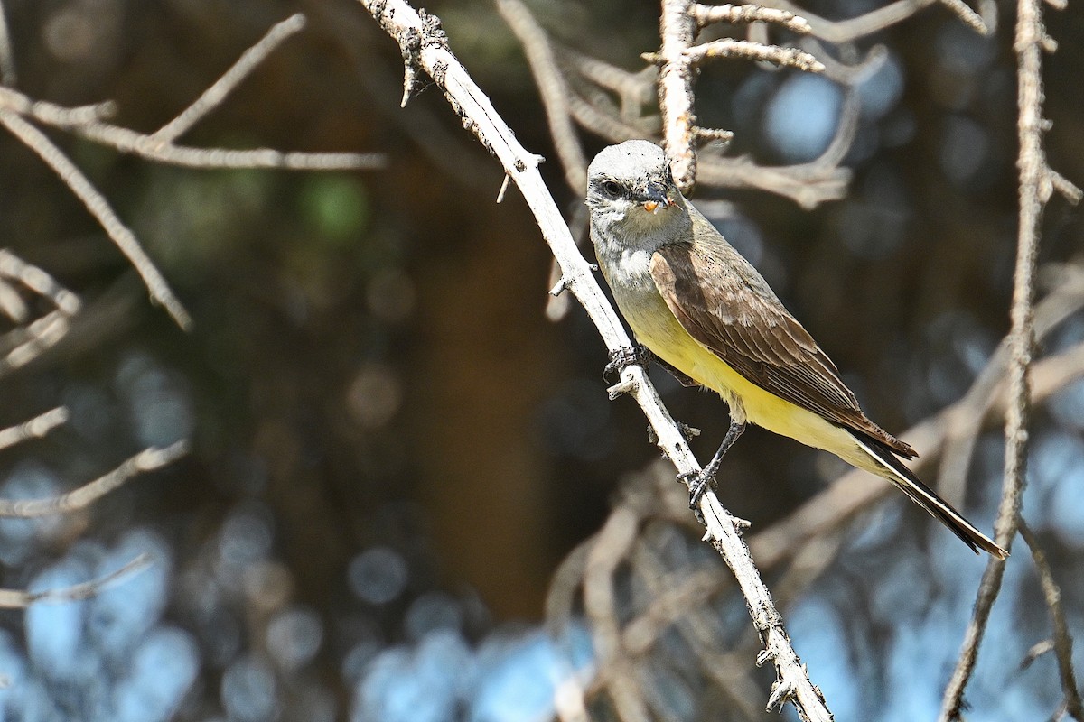 Schmalschnabel-Königstyrann - ML638877108