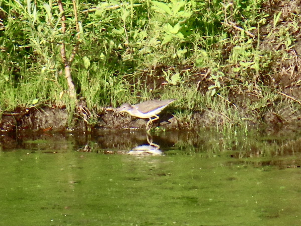 Drosseluferläufer - ML638877127