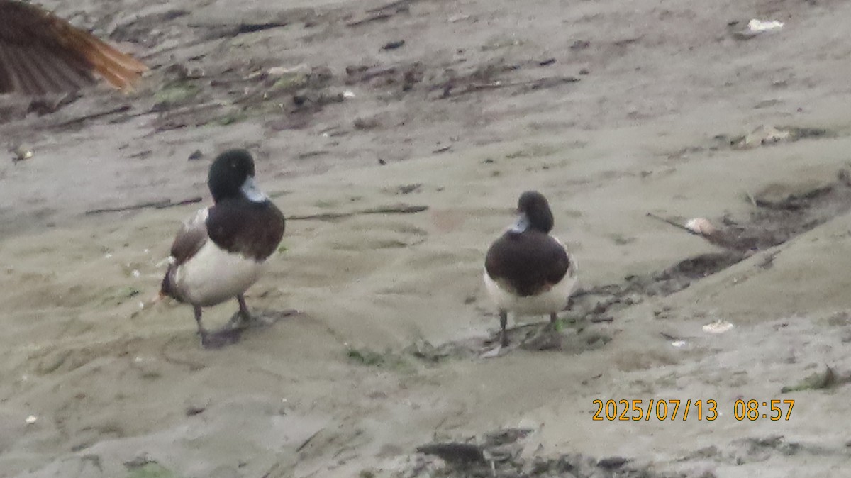 Greater Scaup - ML638877184