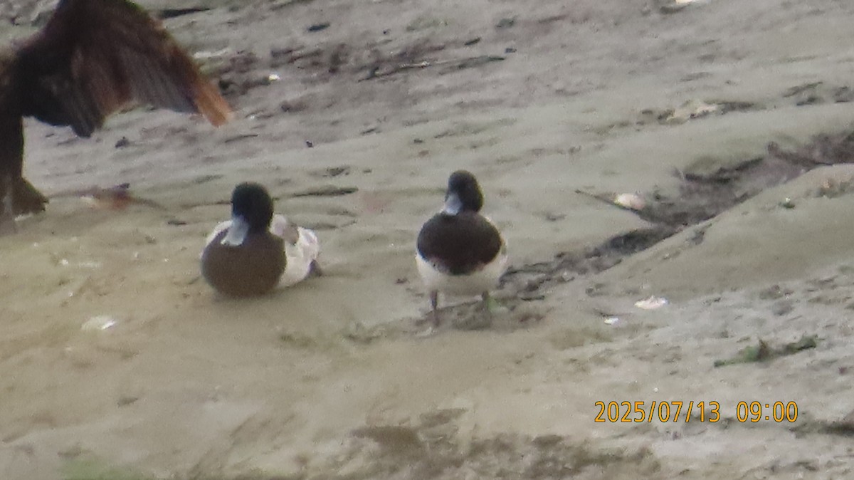 Greater Scaup - ML638877185