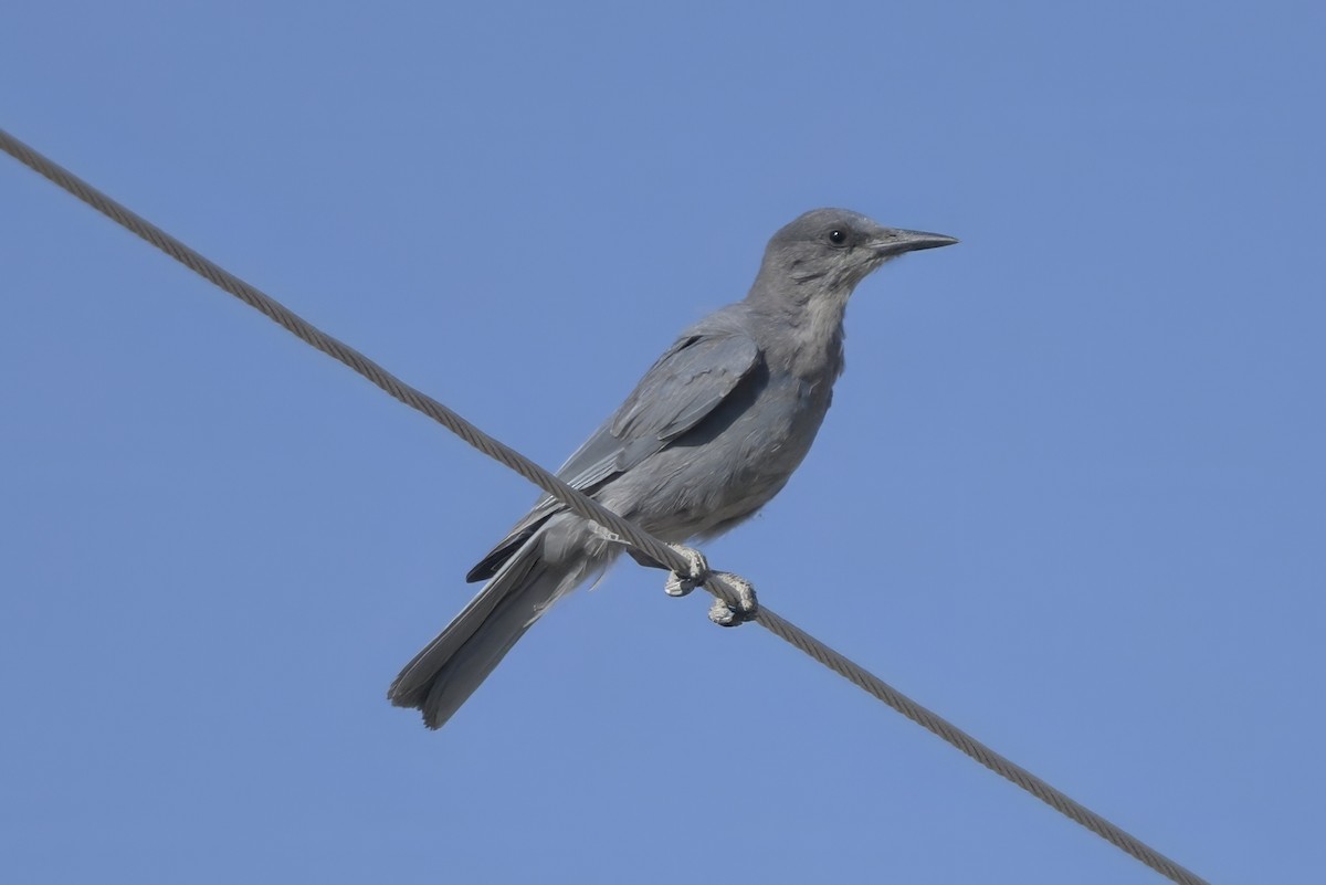 Pinyon Jay - ML638877220