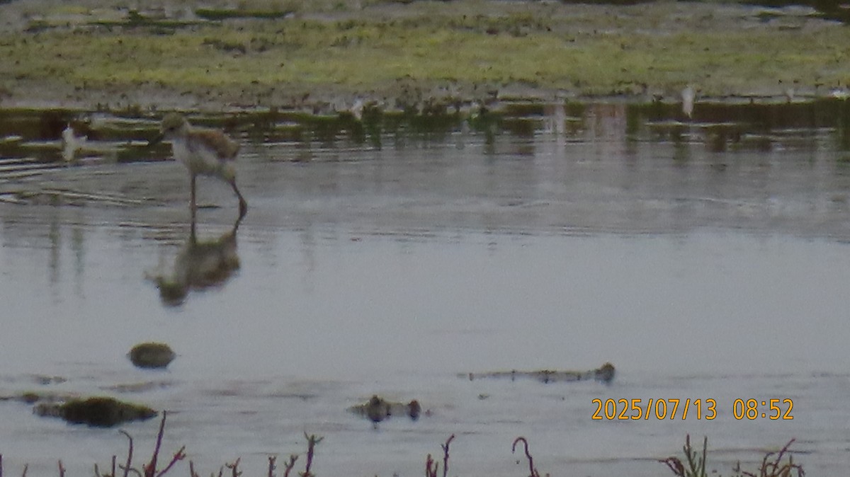 tanımsız küçük kumkuşu (Calidris sp.) - ML638877260