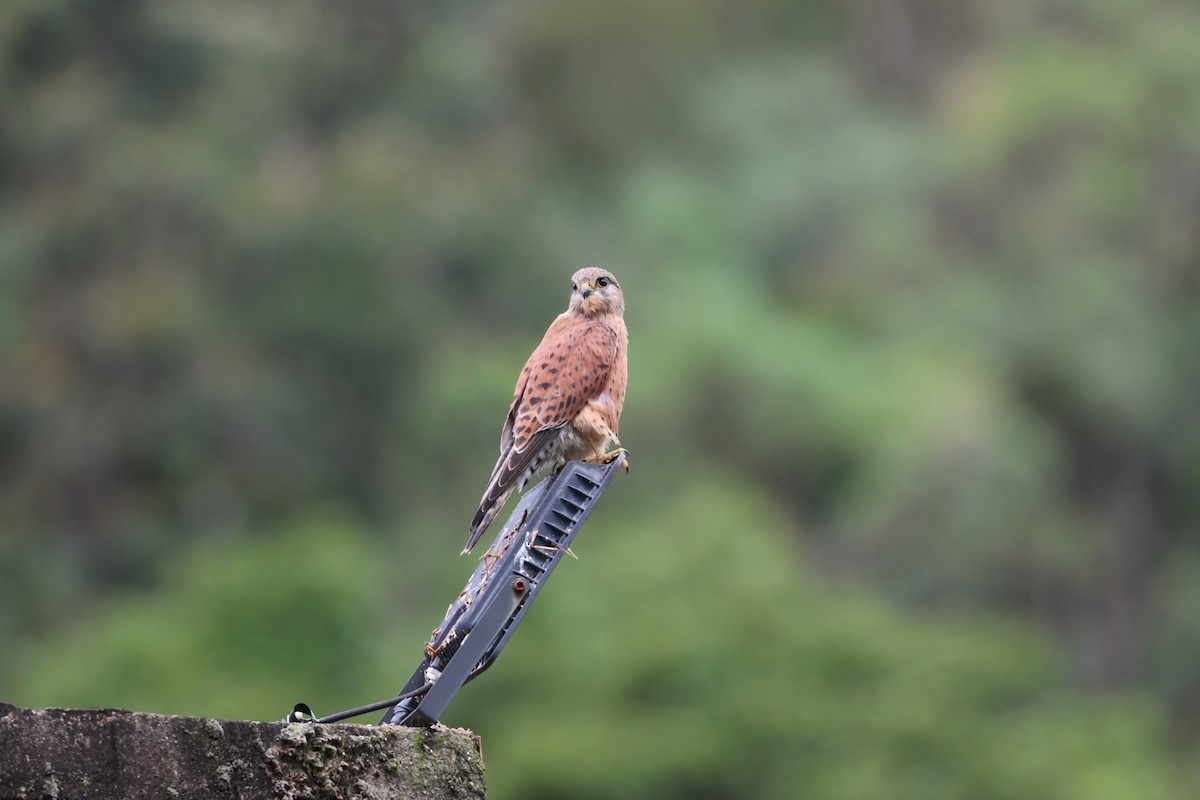 Malagasy Kestrel - ML638877263