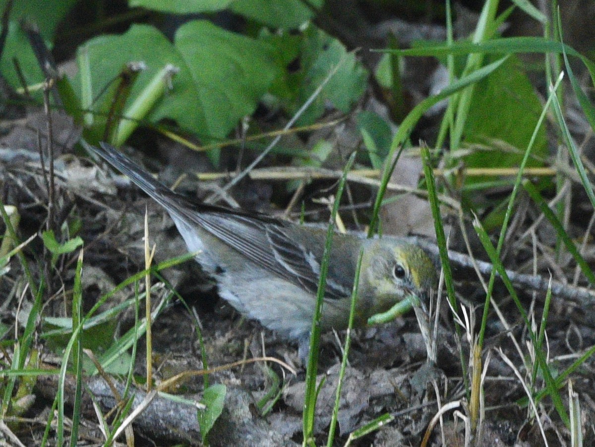 Pine Warbler - ML638877295