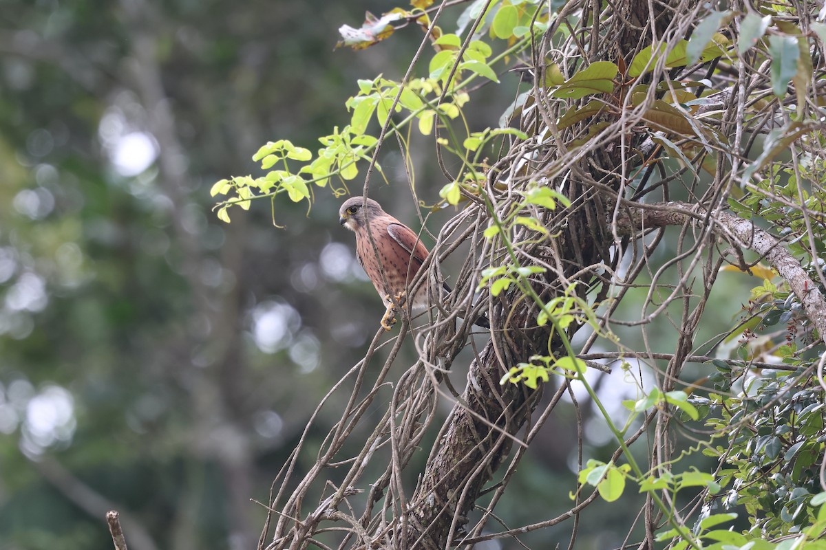 Malagasy Kestrel - ML638877297