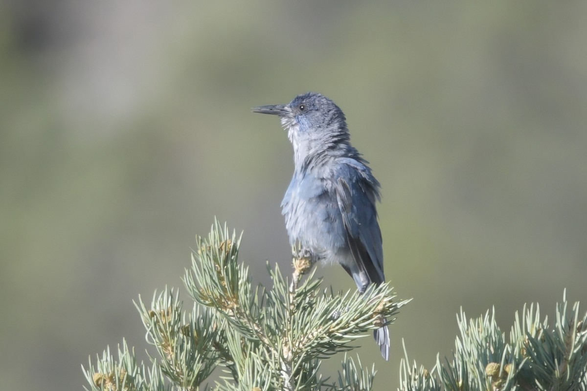 Pinyon Jay - ML638877309