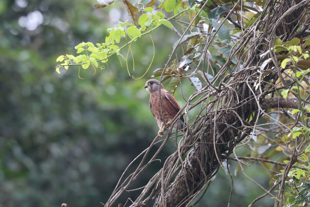 Malagasy Kestrel - ML638877318