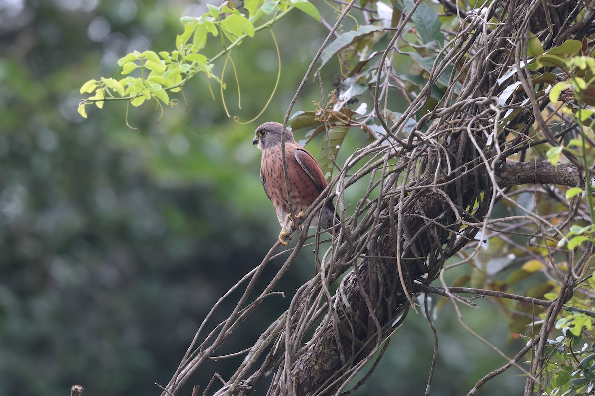 Malagasy Kestrel - ML638877335