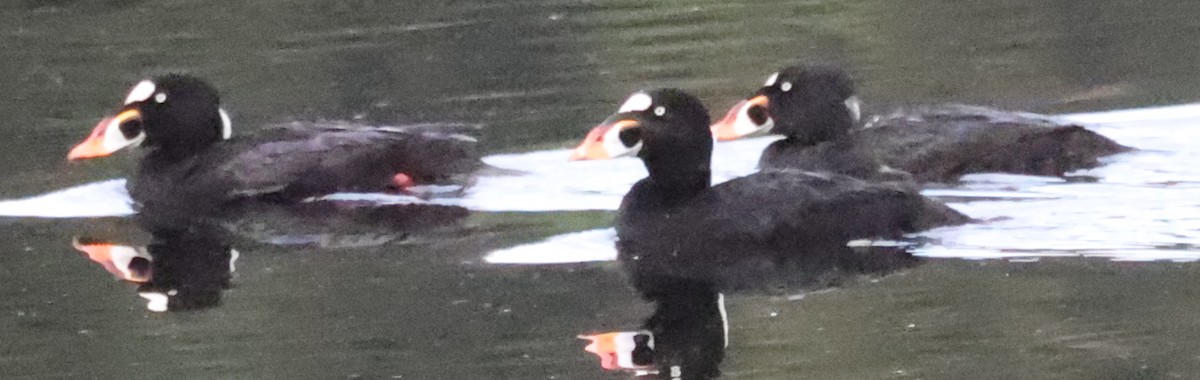 Surf Scoter - ML638877346