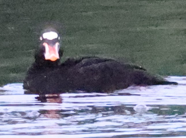 Surf Scoter - ML638877347