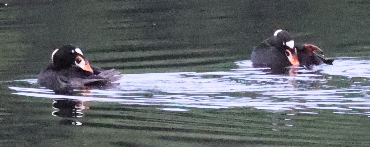 Surf Scoter - ML638877348