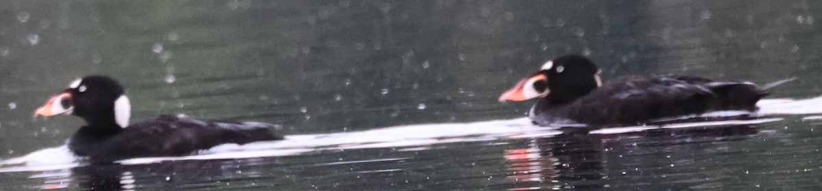 Surf Scoter - ML638877349