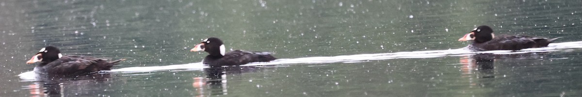 Surf Scoter - ML638877350