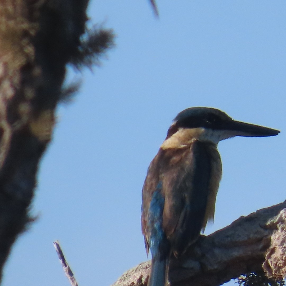 Sacred Kingfisher (Australasian) - ML638877376