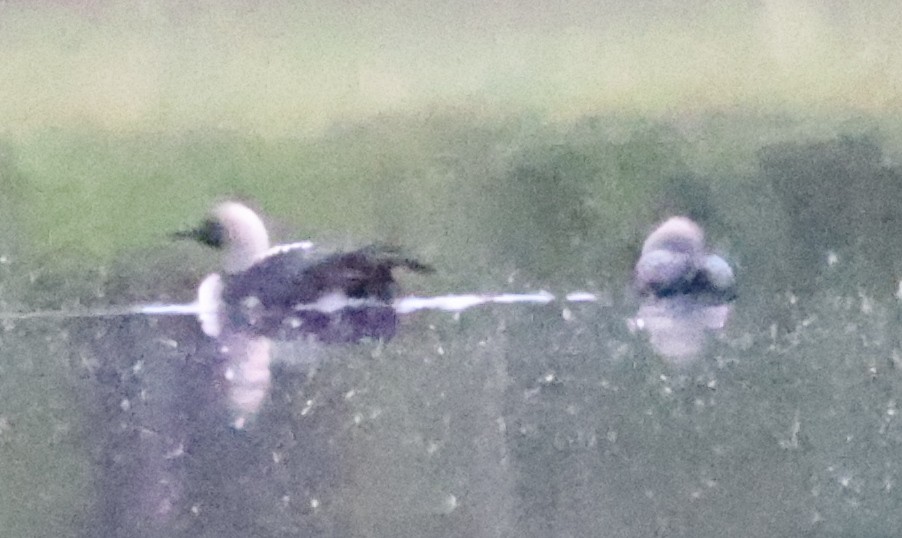 太平洋潛鳥 - ML638877377