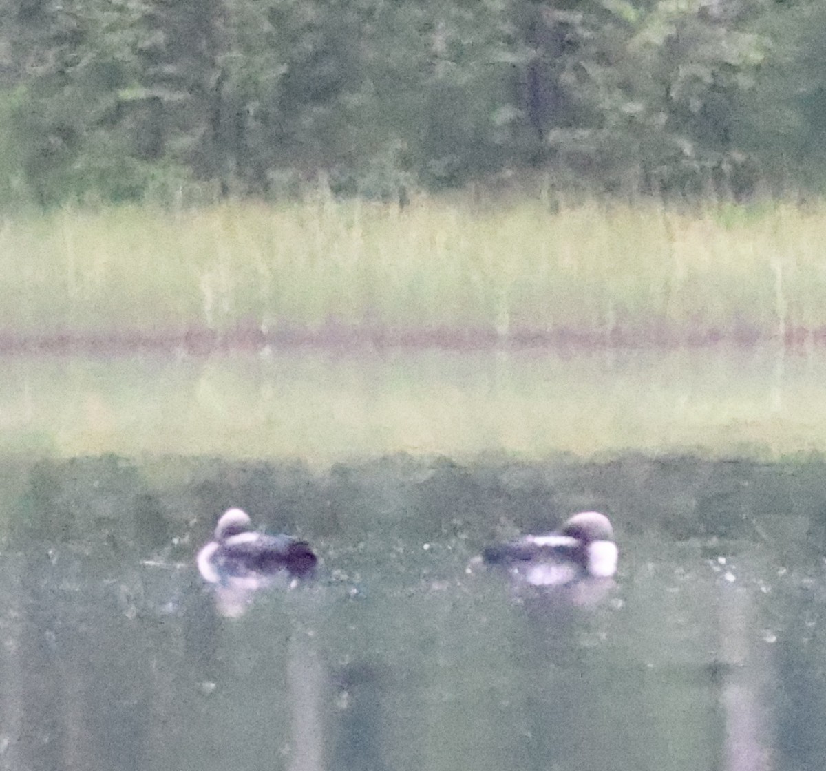 太平洋潛鳥 - ML638877378