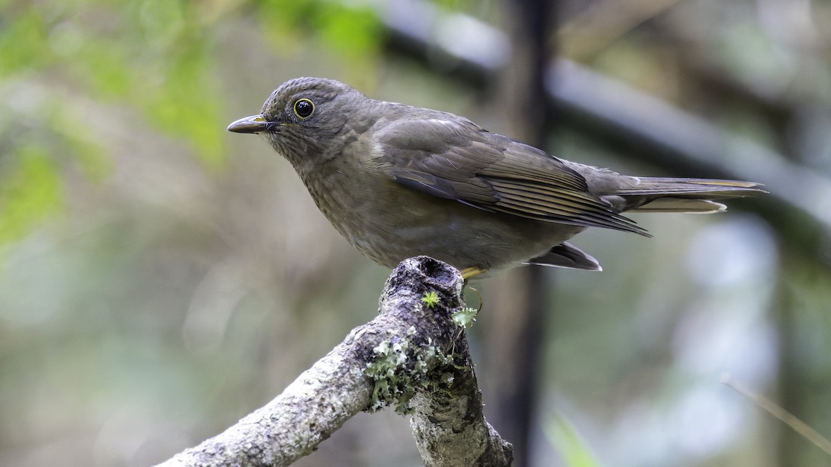 Yellow-legged Thrush - ML638877439