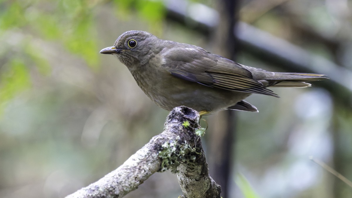 Yellow-legged Thrush - ML638877440