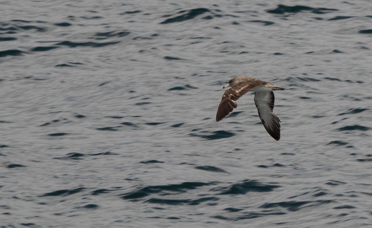 Scopoli's Shearwater - ML638877459
