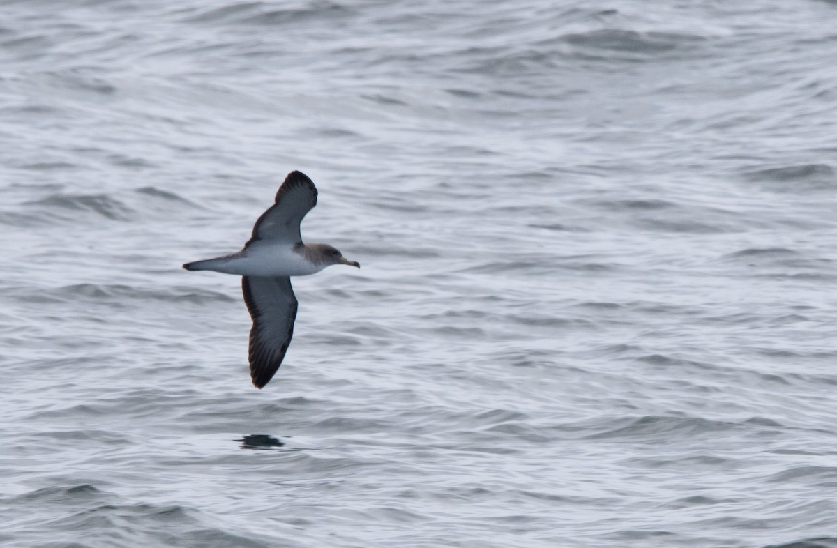Scopoli's Shearwater - ML638877461