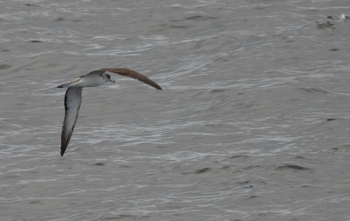 Scopoli's Shearwater - ML638877462